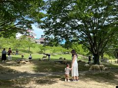 -神户市立六甲山牧场