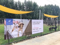-爪吧宠物乐园·宠物泳池(温榆河示范区店)