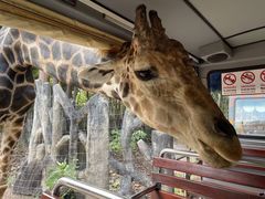 -清迈夜间动物园