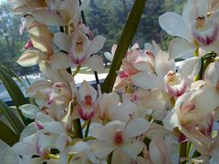 android_upload_pic-沈阳植物园