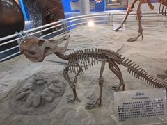 -国家自然博物馆