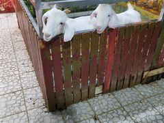 -上海大自然野生昆虫馆(东方明珠·爬宠昆虫探索中心)