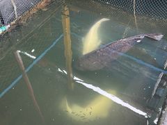 -蓝湾碧波·老字号·疍家非遗海上餐厅