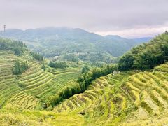 -紫鹊界梯田景区