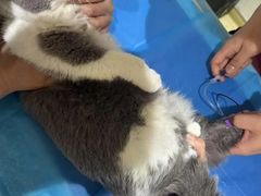 -艾贝尔宠物医院·24H转诊中心·肿瘤猫专科(江宁双龙店)