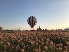 -荷兰花海