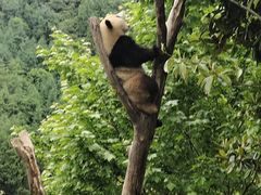 -卧龙中华大熊猫苑神树坪基地