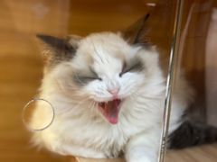 -猫十亿·布偶金渐层·曼基康矮脚猫舍(青年路店)