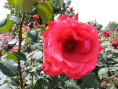红玫瑰-密云玫瑰情园