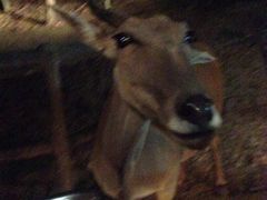 iphone_upload_pic-清迈夜间动物园
