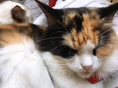 -猫色咖啡·猫咖