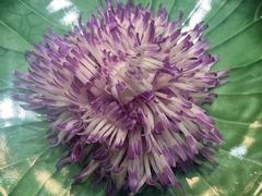 -荷风细雨·中国茶宴(碧云店)