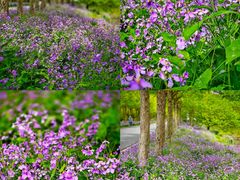 -花开海上生态园