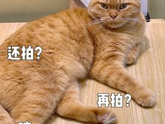 -藏猫猫咖啡主题馆(中央大道店)