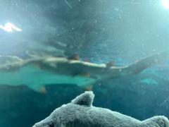 -上海海洋水族馆