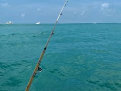 -小猫钓鱼海钓俱乐部(椰梦长廊店)