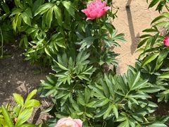 -郑州植物园