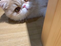 -滚猫咖啡·猫咖·猫友好撸猫(未来城店)