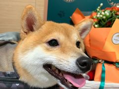 -電力宠物公司(武定路店)
