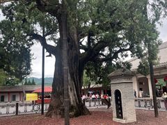 -黄帝陵