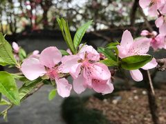 -南汇桃花村