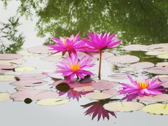 -国家植物园南园