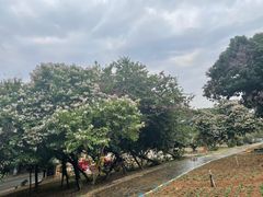 -松山湖梦幻百花洲