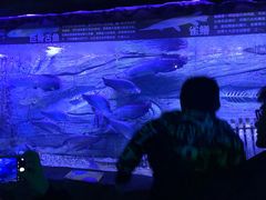 -芜湖新华联大白鲸海洋公园