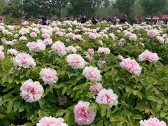 -曹州牡丹园