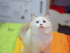 -Bastet sally猫舍购宠(静安店)