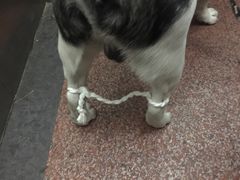 -瑞派·关忠动物医院·猫专科·犬专科(三环新城店)