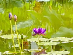 -国家植物园南园