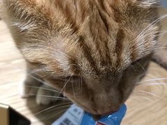 -藏猫猫咖啡主题馆(中央大道店)