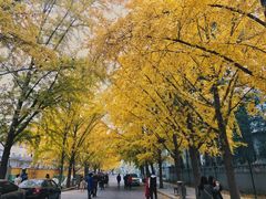 -三里屯东五街银杏大道