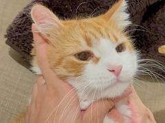 -瑞鹏宠物医院犬猫全科(真大分院)