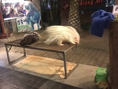 -清迈夜间动物园