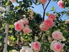 -名花谷生态庄园