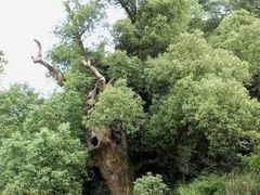 -江西龙虎山景区