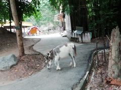 -清迈夜间动物园