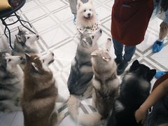-星多哈·狗咖·拼豆·咖啡
