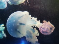 -青岛海底世界-水族馆
