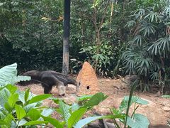 -广州长隆野生动物世界