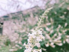 -扬美古镇景区