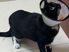 -艾贝尔宠物医院 ·内科全科(梁溪路店)