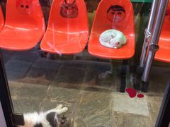 -猫咪博物馆(顶澳仔猫街店)