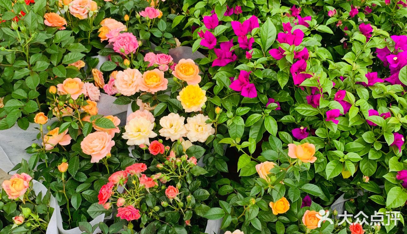 娇艳欲滴の夏日鲜花打卡地🌹