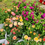娇艳欲滴の夏日鲜花打卡地🌹