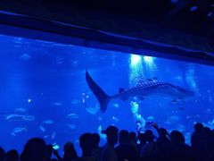 -烟台海昌鲸鲨海洋公园