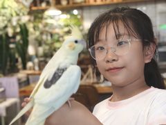 -吉丁鸟咖·异宠·寄养