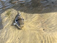 -北海金海湾红树林生态旅游区